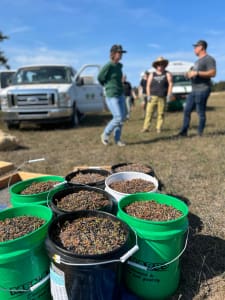 Buckets of harvested juniper berries and our team in the background
